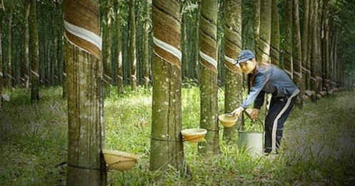 Giá cao su tăng mạnh mẽ, ông lớn trong ngành dự báo doanh thu vượt ngưỡng 1 tỷ USD