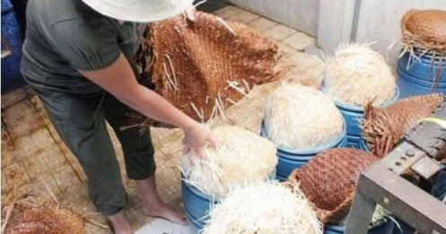 Cơ sở cung cấp giá đỗ ủ hóa chất cho Bách Hóa Xanh mới thành lập gần 1 năm