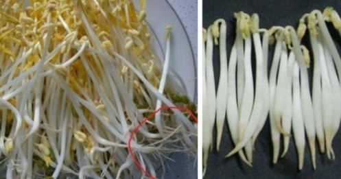 Người Việt ăn nhiều giá đỗ và nỗi lo 'ngâm hóa chất'