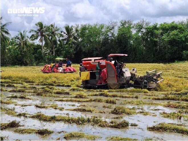 Gạo ST25 ào ạt tăng giá, mỗi kg cõng thêm 3.500 đồng