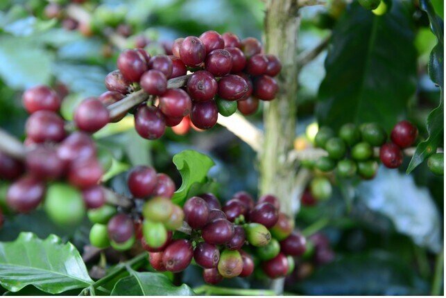 Cà phê Robusta, Arabica đồng loạt tăng giá sốc