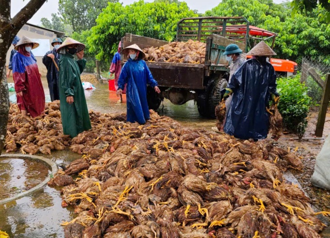 Lâm nợ sau lũ