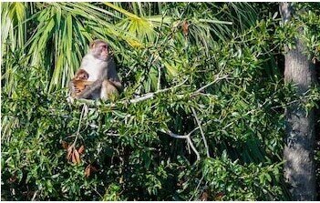 Giảm thuế cho người chết, chuyển giới cho khỉ... những khoản chi tiêu lạ lùng của chính quyền Biden vừa bị phơi bày