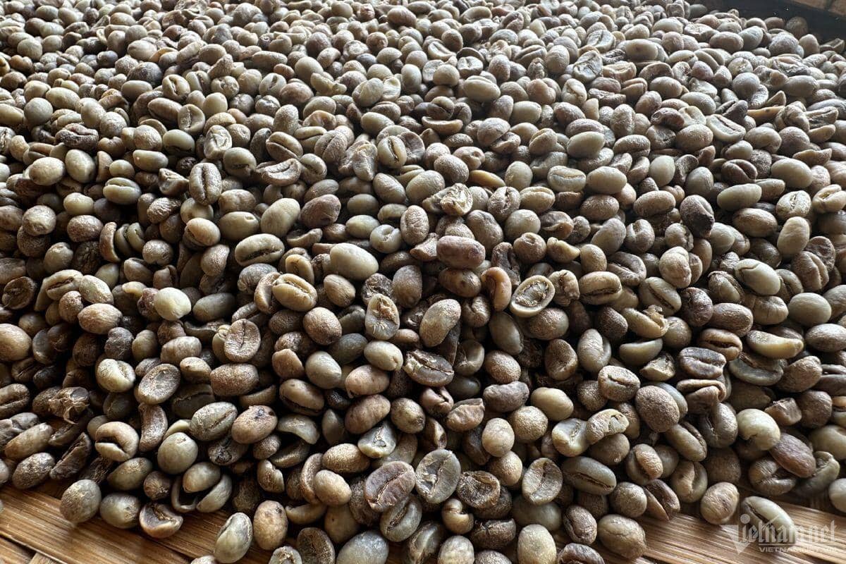 Chưa kịp vượt đỉnh giá cà phê lại giảm kỷ lục, 1 ngày ‘bốc hơi’ 20 triệu/tấn