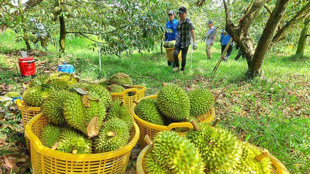 Chủ tịch Hoàng Anh Gia Lai (HAG): 10 năm nữa Trung Quốc mới tự cung được sầu riêng