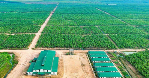 HAGL Agrico (HNG) sắp nhận 42.500 ha đất cao su, cọ dầu, hết nợ với Hoàng Anh Gia Lai