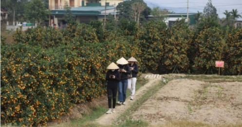 Đào, quất tăng giá ngày giáp tết