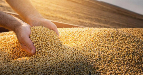 Dự báo USDA: Tồn kho ngô giảm sâu, xuất khẩu đậu tương đạt kỷ lục