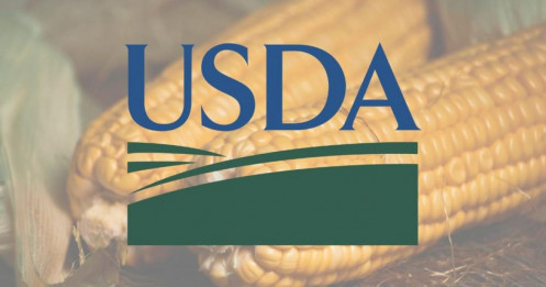 Liệu dữ liệu của USDA có làm hỏng bữa tiệc tăng giá ngô không?