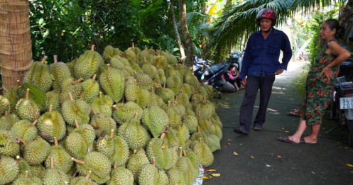 Trung Quốc cảnh báo với sầu riêng, mít Việt