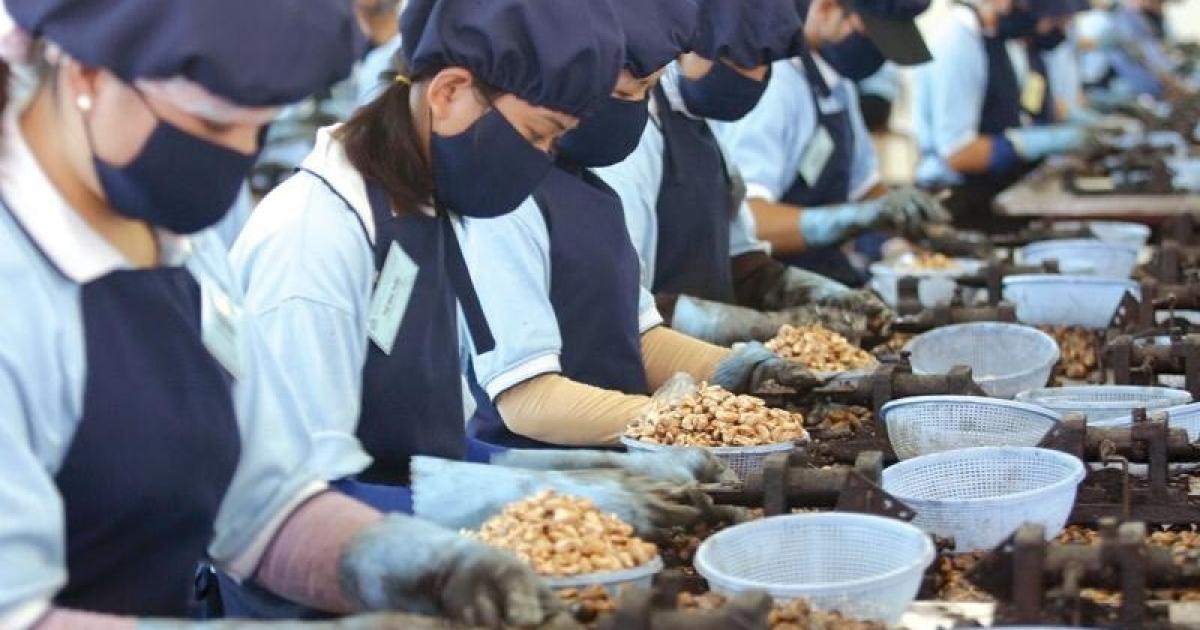 Mỹ chi kỷ lục gần 1,2 tỷ USD mua một loại hạt của Việt Nam