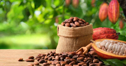 Thị trường cacao "hạ nhiệt": Liệu cơn "khủng hoảng" nguồn cung đã qua?