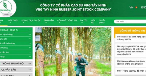 Lợi nhuận năm 2024 của Cao su Tây Ninh bật tăng ngoạn mục gần 230%