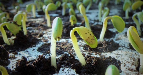 Giá đậu nành (soybeans) sẽ thế nào sau ngày nhậm chức của tổng thống Trump ngày 20.1.2025