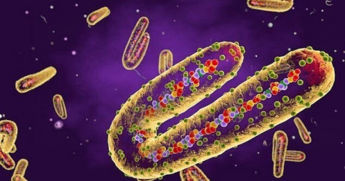 Loại virus khiến người bệnh trông giống như "ma", chưa có thuốc chữa nguy hiểm thế nào?