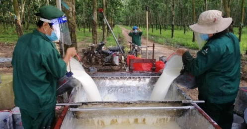 Giá bán mủ cao su tăng cao, TRC lãi lớn