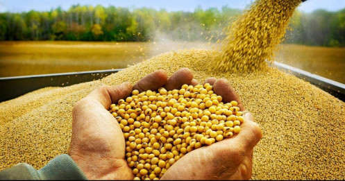 Đậu tương sẵn sàng cho đợt tăng giá mới?