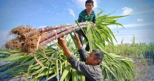 Đường Quảng Ngãi (QNS) báo lãi cao kỷ lục, dự báo giá đường năm 2025 tiếp tục tăng