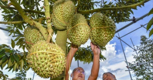 Sầu riêng Đông Nam Á "càn quét" thị trường Trung Quốc