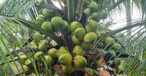 Khát khao tăng “vị ngọt” trái dừa Việt