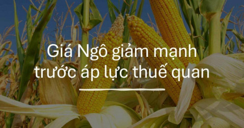 Giá ngô giảm mạnh trước áp lực thuế quan