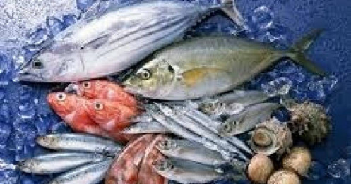 Thuế quan của TT Trump: Thách thức lớn cho xuất khẩu thủy sản Việt Nam