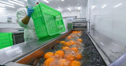 Nông sản tươi nhập khẩu vào EU có thử thách mới