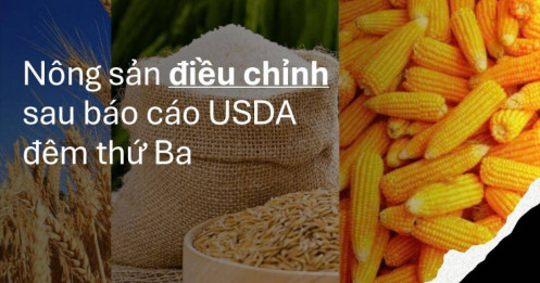 Nông sản điều chỉnh sau báo cáo USDA đêm thứ 3