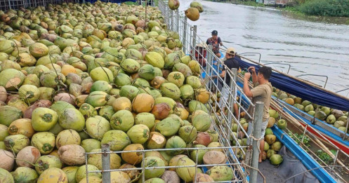 Xuất khẩu dừa lần đầu vượt tỷ USD