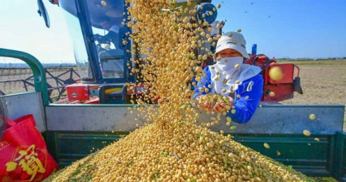 Phân tích dữ liệu thương mại đậu nành toàn cầu