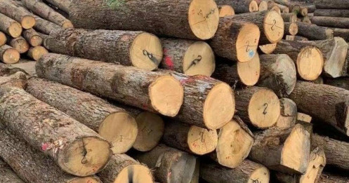 Ngành gỗ lo ngại trước rủi ro thuế quan cao từ Mỹ