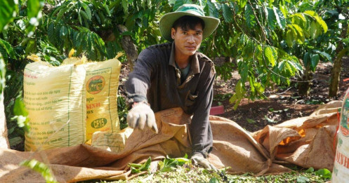 Cà phê, gỗ xuất khẩu vượt tỷ USD hai tháng đầu năm