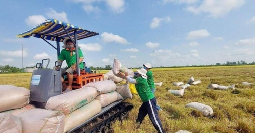 Giá gạo Việt Nam lao dốc - bài học về lượng, chất