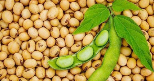 Đậu tương - Tín hiệu tăng giá mạnh?