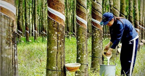 Cổ phiếu PHR – Động lực nào cho đà tăng trưởng trong năm 2025?