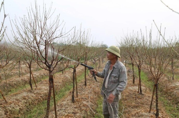 Đào, quất tăng giá ngày giáp tết