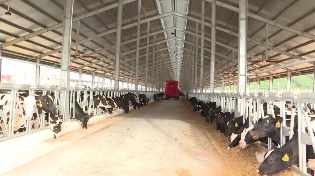 Trang trại 700 tỷ của Vinamilk và dự án 85.000 tỷ của Hòa Phát tại Quảng Ngãi: Tỉnh có chỉ đạo mới