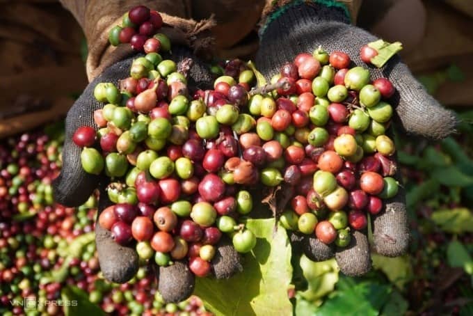 Giá cà phê, hạt tiêu tăng vọt
