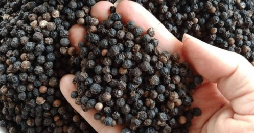 Giá tiêu duy trì ổn định