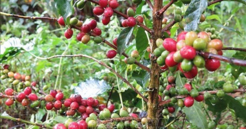 Thị Trường Hàng Hóa Tháng 4/2025: Lập Kỷ Lục, Lộ Diện Xu Thế Mới Trong Dòng Tiền Đầu Tư