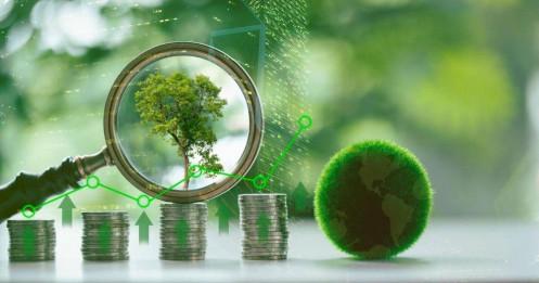 Tôi mất tất cả vì bỏ việc ổn định để 'khởi nghiệp xanh'