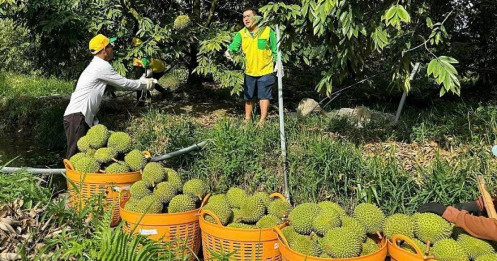 Sầu riêng đông lạnh - cánh cửa tỷ USD