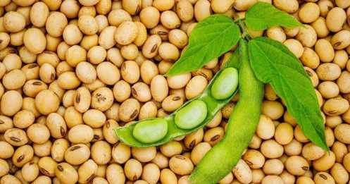 Giá đậu tương tăng nhờ đồng USD yếu, lo ngại thuế quan