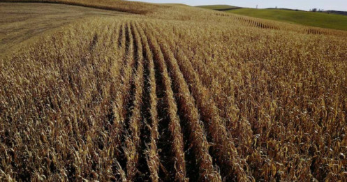 Triển vọng trái chiều cho các mặt hàng nông sản xuất khẩu chính của Hoa Kỳ trong giai đoạn 2025-2026