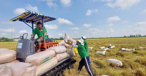 Việt Nam Trở Lại Ngôi Vương Xuất Khẩu Gạo Thế Giới
