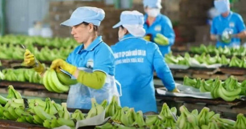 Chuối 'đẻ ra tiền', HAG vững bước đến mục tiêu xóa lỗ lũy kế