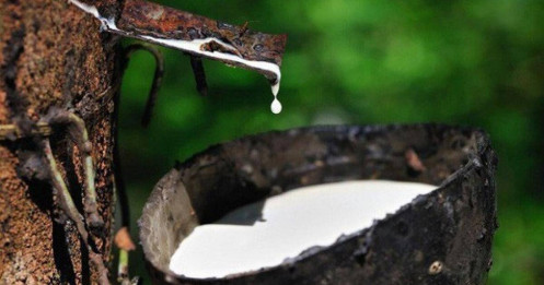 Giá cao su tại Nhật Bản tăng