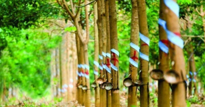 DPR – Lợi Thế Từ Đà Tăng Giá Cao Su Và Cơ Hội Từ Đất Đai