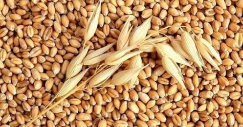 Phân tích thị trường lúa mì kỳ hạn tháng 7/2025 – Cơ hội mua hấp dẫn trong giai đoạn retest