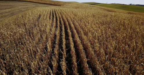 Các quỹ giữ vững mức lạc quan vào ngô và đậu nành khi các cuộc đàm phán thương mại vẫn chưa rõ ràng